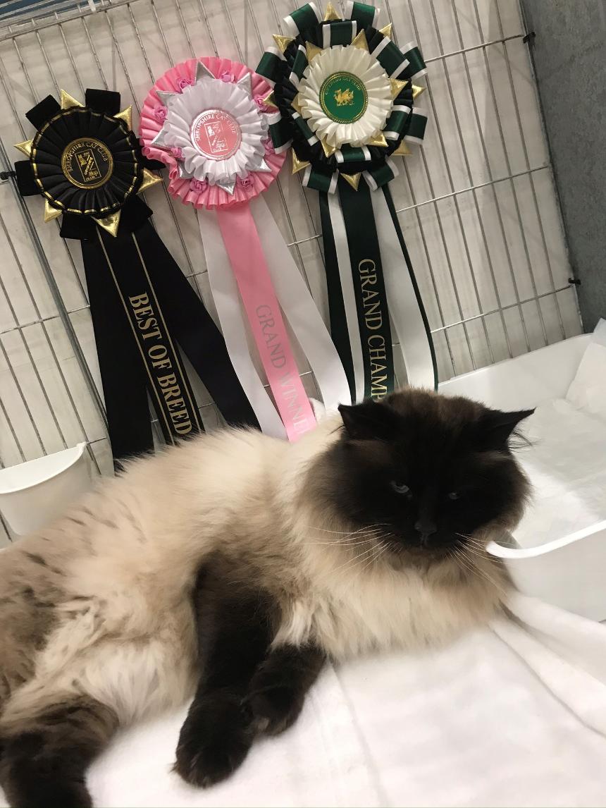 melys-ragdolls